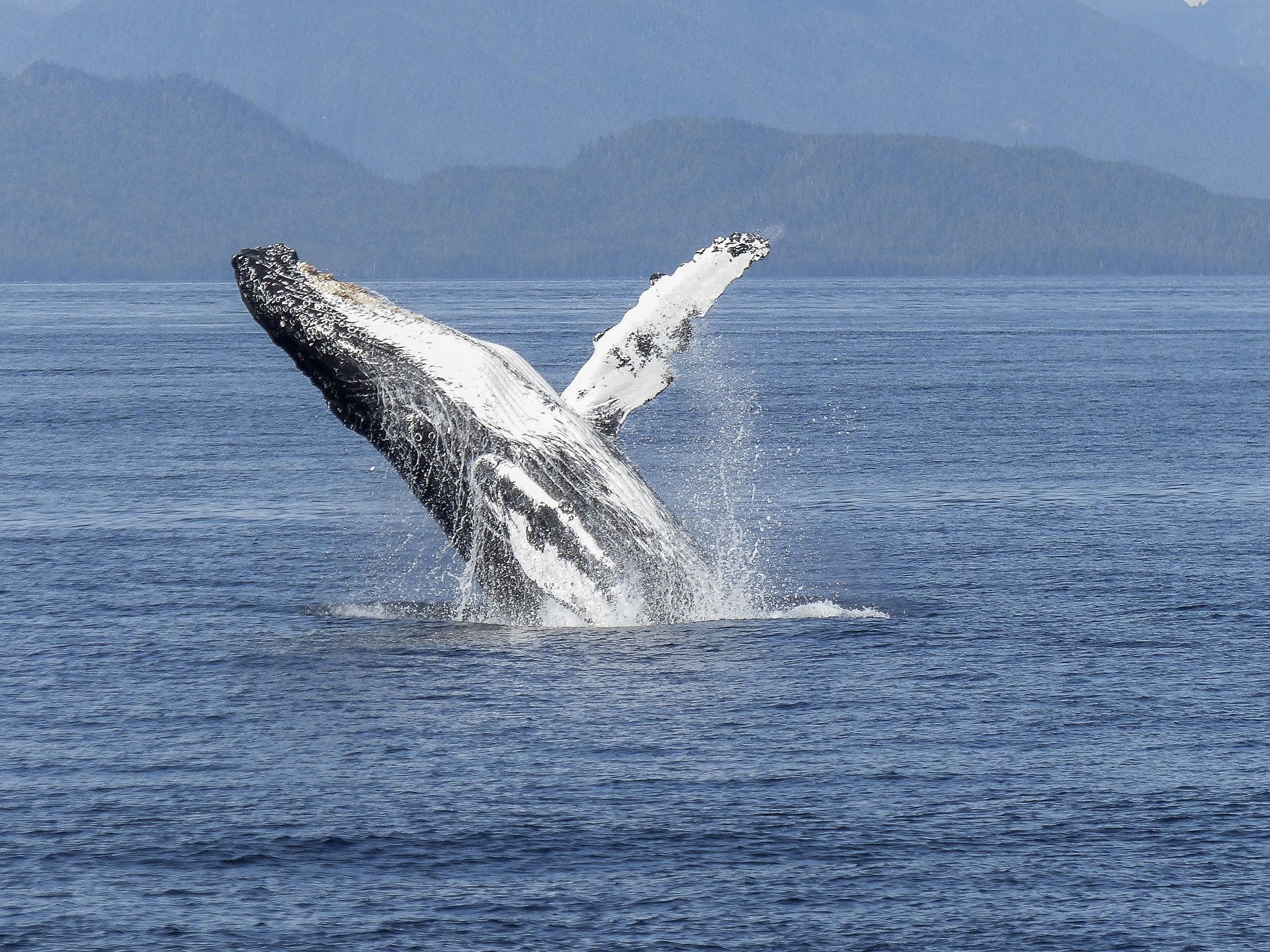 Bahía Sailing Experience